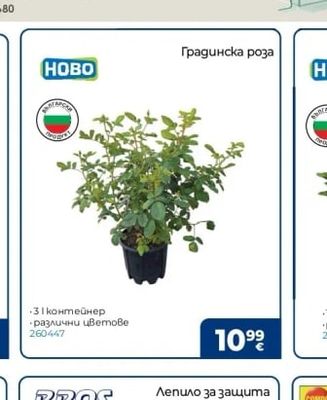 Градинска роза