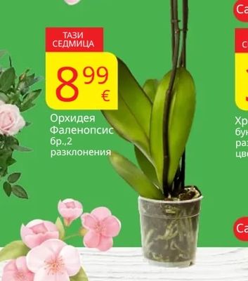 Орхидея Фаленопсис