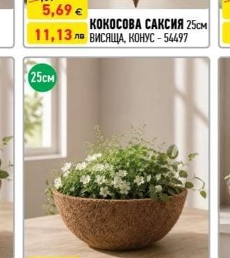 КОКОСОВА САКСИЯ 25см