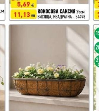 КОКОСОВА САКСИЯ 25см