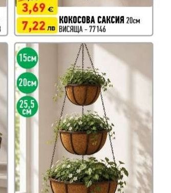 КОКОСОВА САКСИЯ 20см