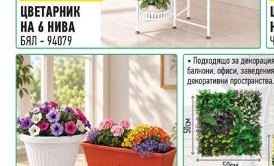 САКСИЯ/САНДЪЧЕ РЕБРО